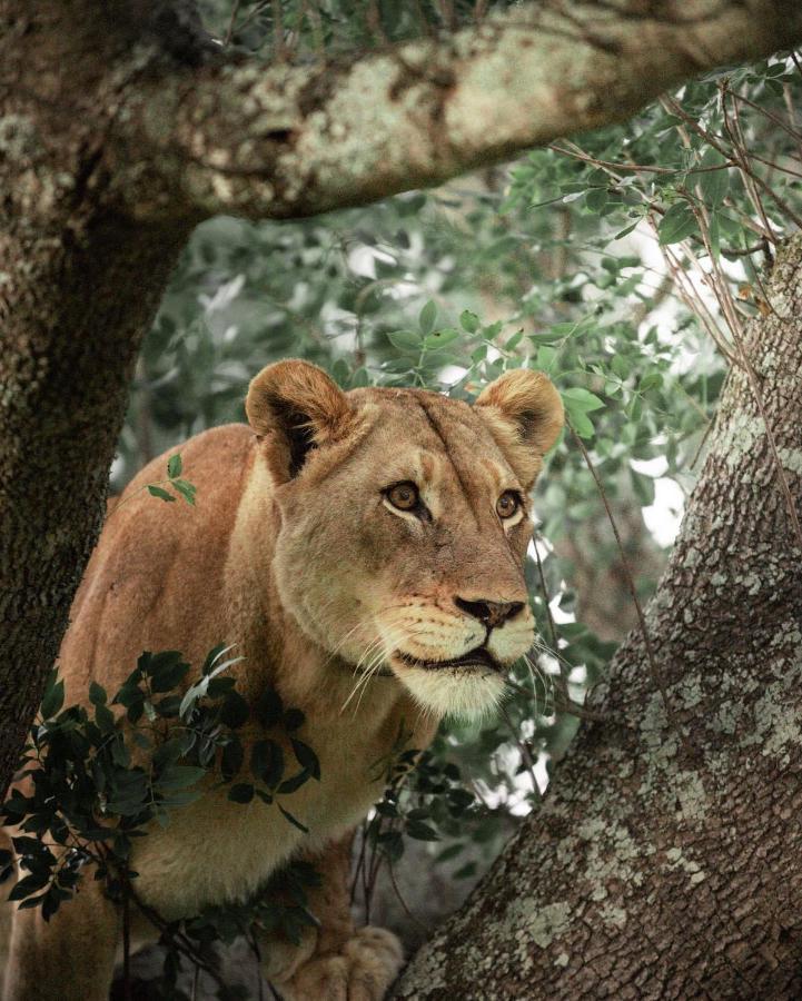 Amakhosi Safari Lodge & Spa Magudu Zewnętrze zdjęcie