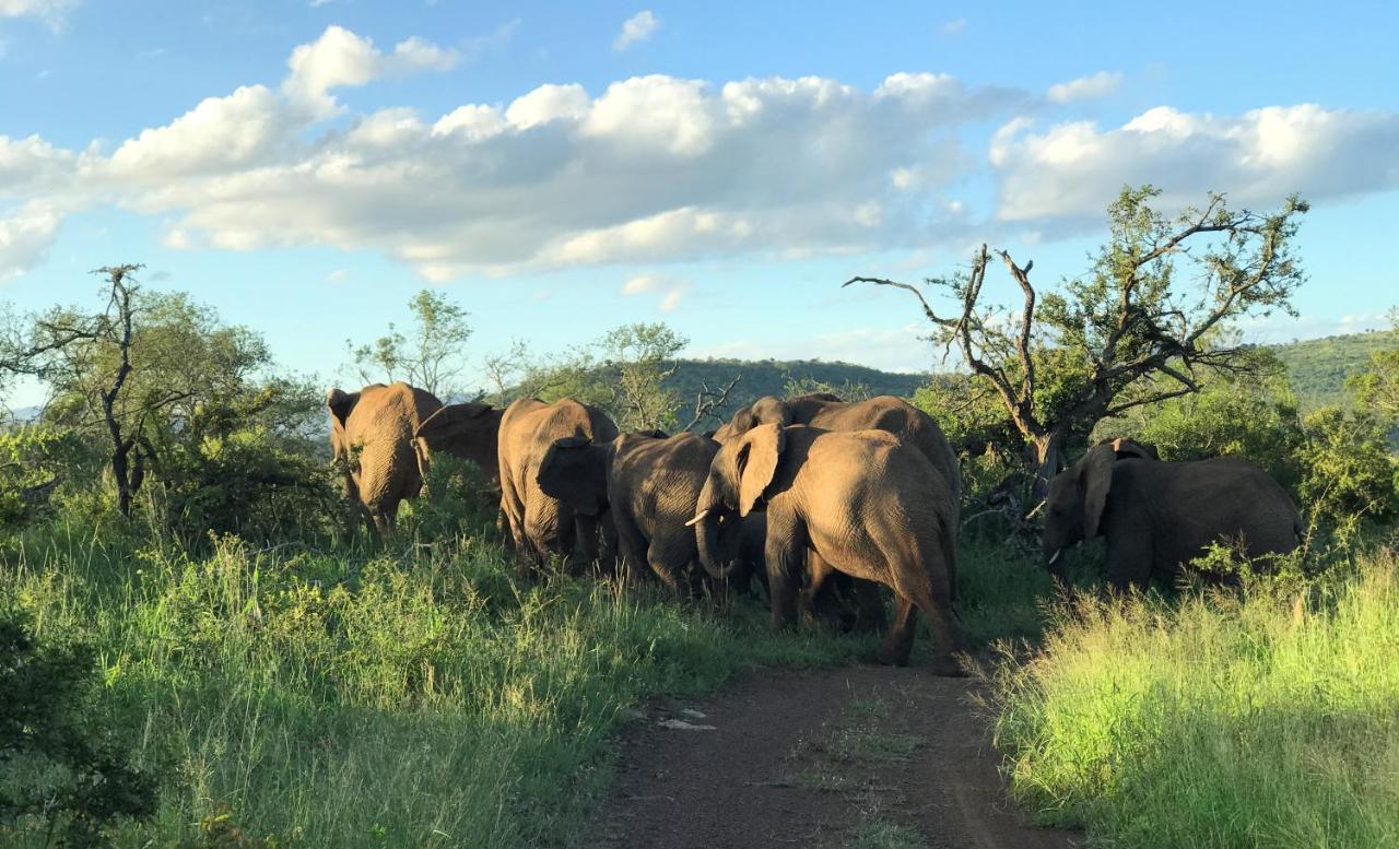 Amakhosi Safari Lodge & Spa Magudu Zewnętrze zdjęcie